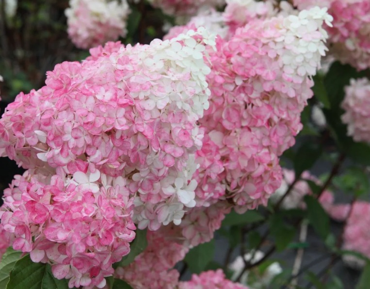 Гортензия метельчатая Vanille Fraise