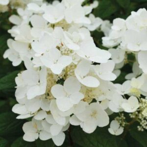Гортензия метельчатая White Lady