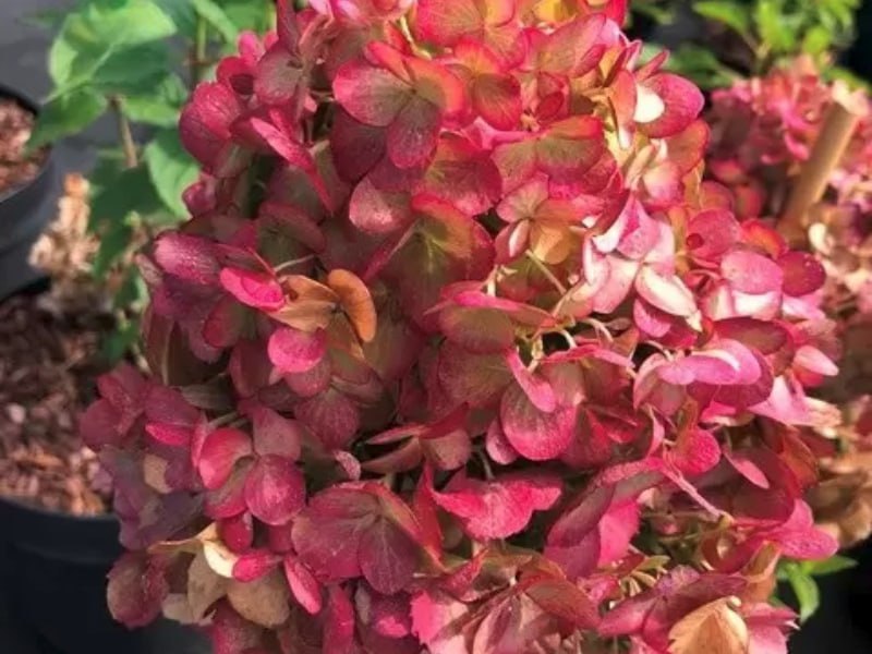 Гортензия метельчатая Петтит Черри (Petite Cherry), 5л — изображение 2