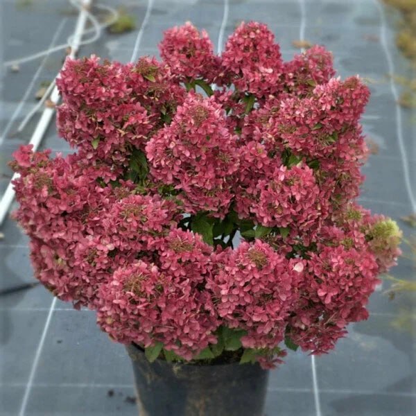 Гортензия метельчатая Петтит Черри (Petite Cherry), 5л — изображение 3