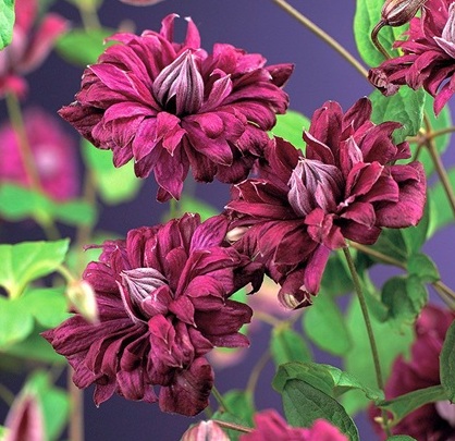 Клематис Purpurea Plena Elegans (Пурпуреа Плена Элеганс), объем горшка 2 л