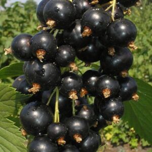 Смородина чёрная Селеченская