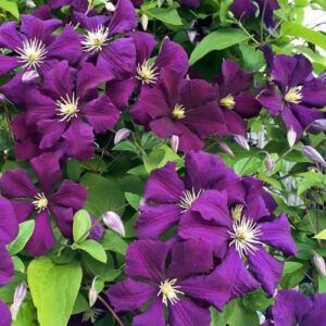 Клематис EtoileViolette (Этуаль Виолет), объем горшка 2 л