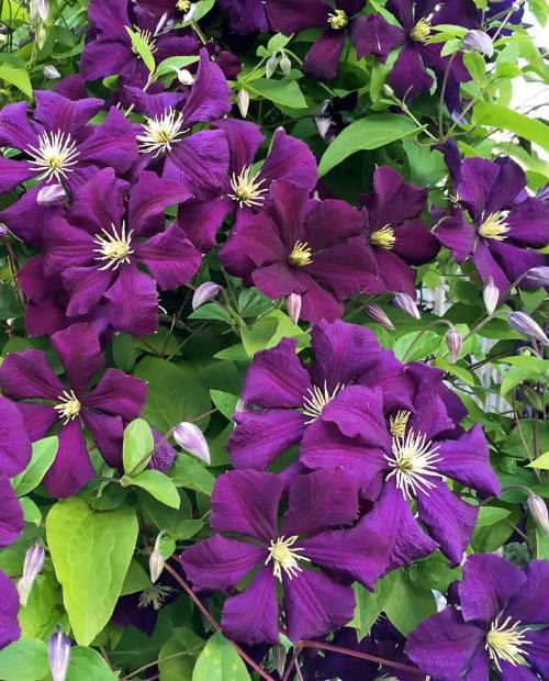 Клематис EtoileViolette (Этуаль Виолет), объем горшка 2 л