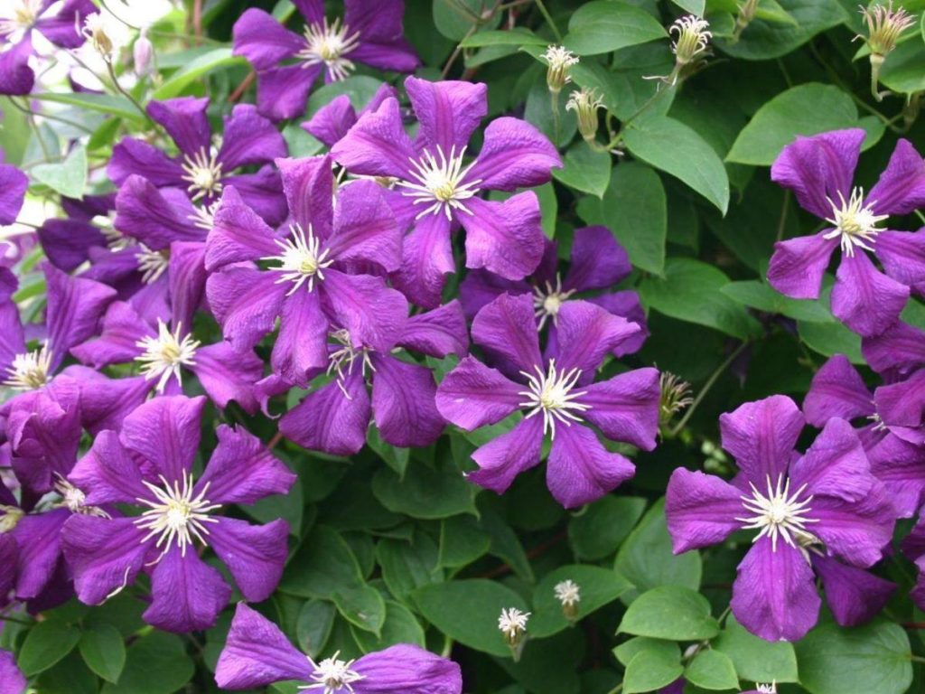Клематис EtoileViolette (Этуаль Виолет), объем горшка 2 л — изображение 3