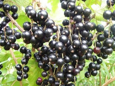Смородина чёрная Мила
