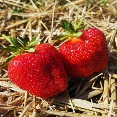 Клубника Онда, объём горшка 0,5 л — изображение 2