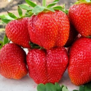 Клубника Дарселект, объём контейнера 0,5 л