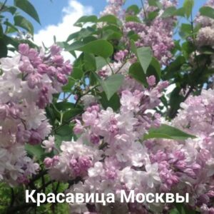 Сирень Красавица Москвы, объём контейнера 3 л